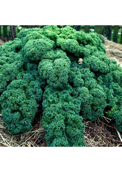 Tacirdepoticaret Kale Sebzesi Scotch (Kara Lahana) Tohumu -50 Tohum