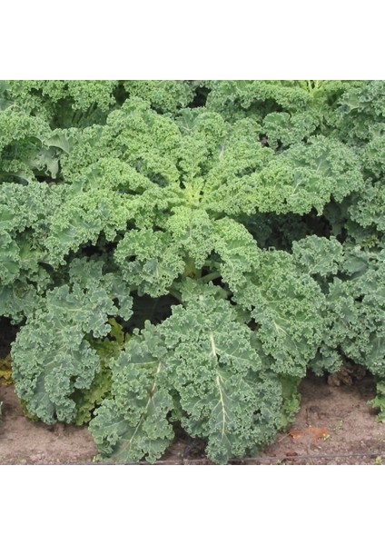 Tacirdepoticaret Siberian Kale Sebzesi (Kara Lahana) Tohumu -50 Tohum