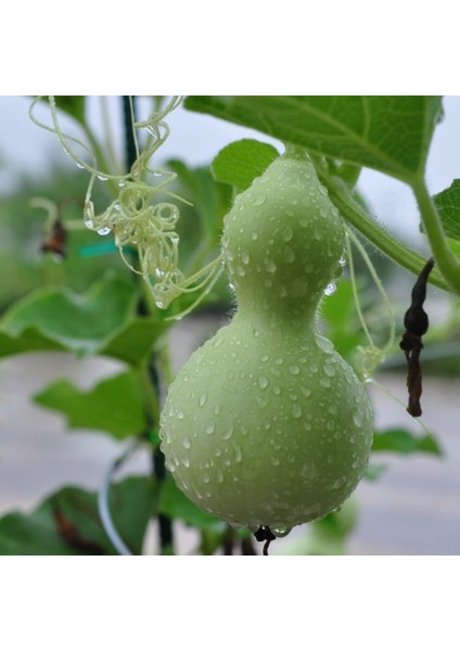 Tacirdepoticaret Calabash Süs Su Kabağı Tohumu Işlenebilir -5 Tohum