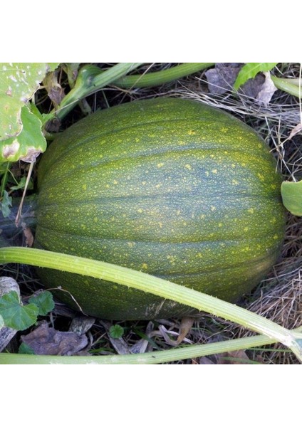Tacirdepoticaret Özel Tatume Kabak Tohumu -10 Adet Tohum