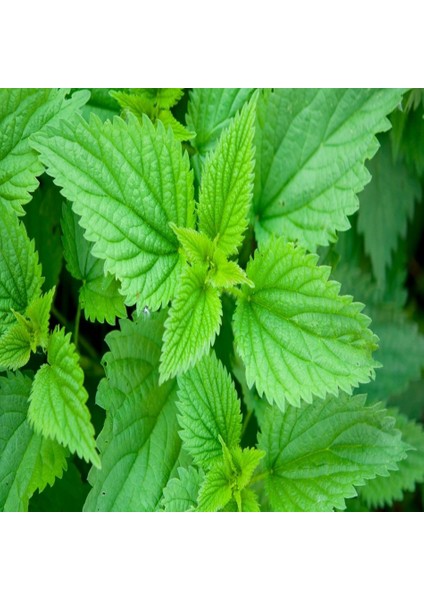 Tacirdepoticaret Doğal Çok Faydalı Isırgan Otu TOHUMU-140 Tohum