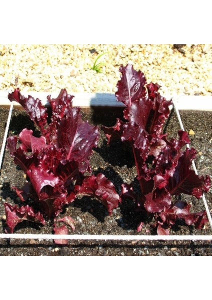 Tacirdepoticaret Kırmızı Salad Kıvırcık Marul Tohumu -95 Tohum