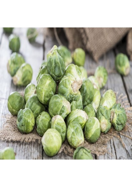 Tacirdepoticaret Doğal Ufak Brüksel Lahana Tohumu-45 Tohum