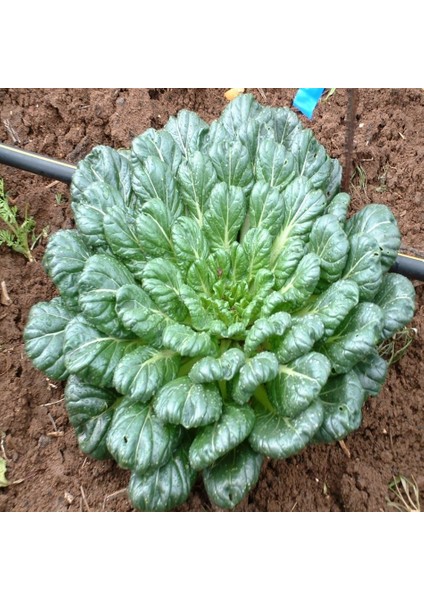 Tacirdepoticaret Doğal Tat Soi Çin Lahana Tohumu -95 Tohum