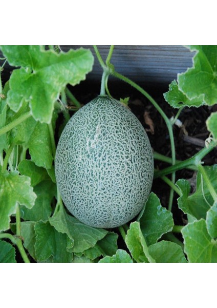 Tacirdepoticaret Şıralı Minnesota Midget Kavun Tohumu -20 Tohum