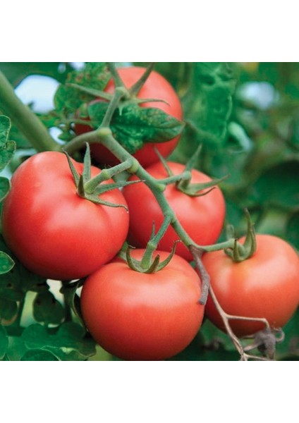 Tacirdepoticaret Açık Pembe Manitabo Domates Tohumu -20 Tohum