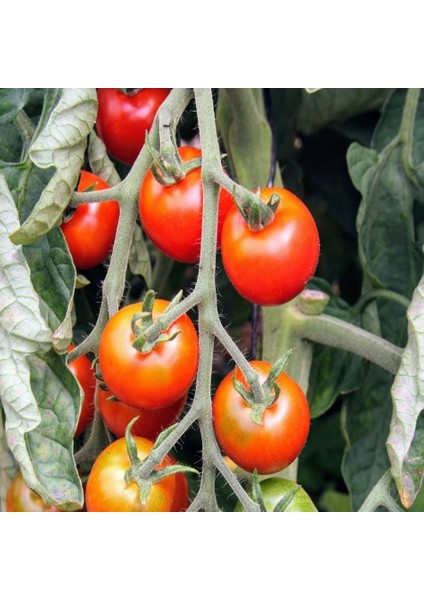 Tacirdepoticaret Salkım Merkür F1 Domates Tohumu -20 Tohum