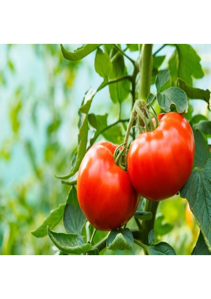 Tacirdepoticaret Bol Sulu Ancon Domates Tohumu -490 Tohum