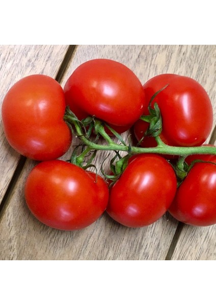 Tacirdepoticaret Hibrid F1 Efekan Oturak Domates Tohumu -20 Tohum
