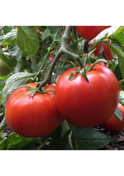 Tacirdepoticaret Hbrid Burty F1 Oturak Domates Tohumu -20 Tohum