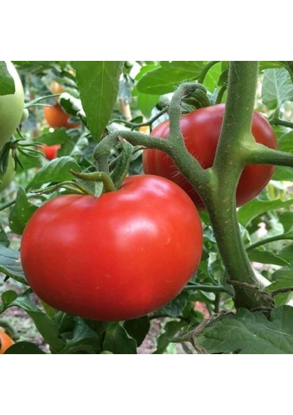 Tacirdepoticaret Hbrid Cabbar F1 Oturak Domates Tohumu -20 Tohum