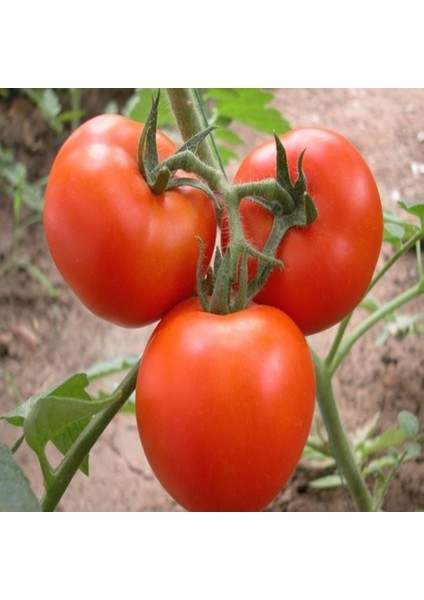 Tacirdepoticaret Hbrid BT236 F1 Oturak Domates Tohumu -20 Tohum