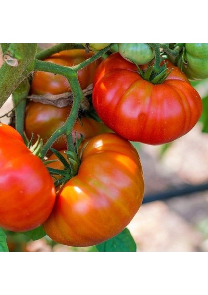 Tacirdepoticaret Doğal Lezzetli Bizimköy Domates Tohumu -10 Tohum