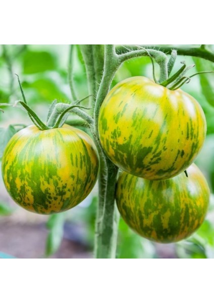 Tacirdepoticaret Dayanıklı Kışlık Yeşil Domates Tohumu -20 Tohum