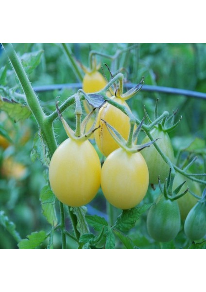 Tacirdepoticaret Enterasan Şeftali Domates Tohumu -20 Tohum