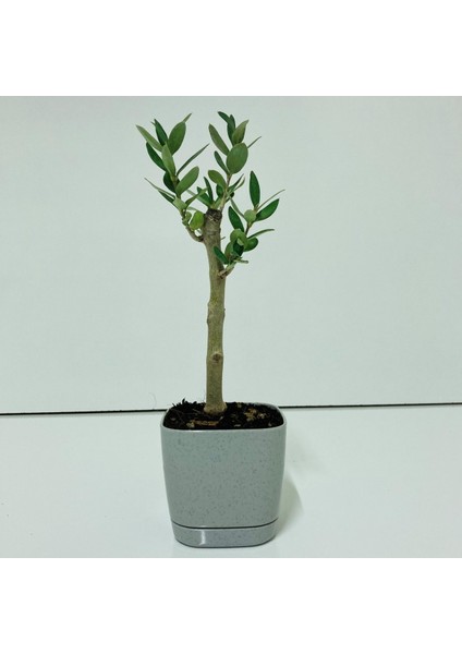 Tacirdepoticaret Bonsai Serisi Özel Üretim Grey Lüks Saksıda Hediyelik Zeytin Fidanı .