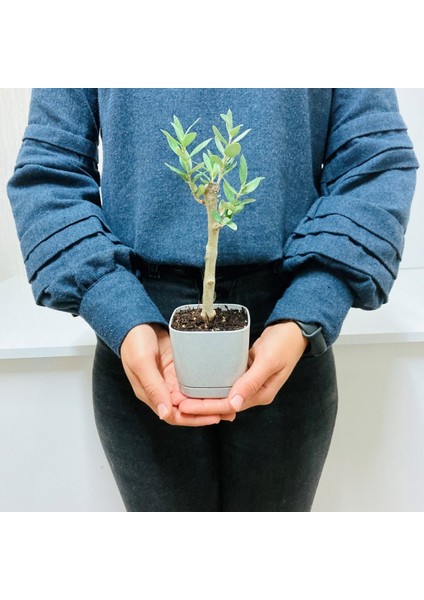 Tacirdepoticaret Bonsai Serisi Özel Üretim Grey Lüks Saksıda Hediyelik Zeytin Fidanı . fiyatları