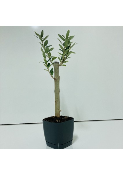 Tacirdepoticaret Bonsai Serisi Özel Üretim Black Lüks Saksıda Hediyelik Zeytin Fidanı .