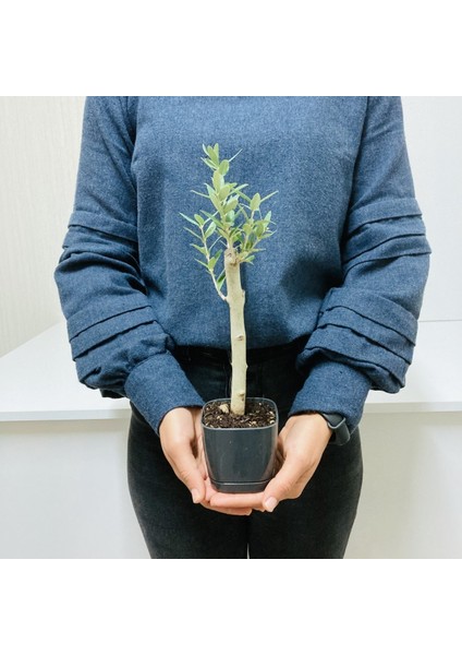 Tacirdepoticaret Bonsai Serisi Özel Üretim Black Lüks Saksıda Hediyelik Zeytin Fidanı .