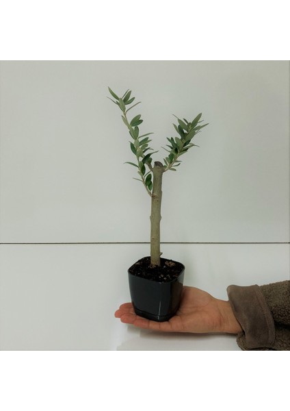 Tacirdepoticaret Bonsai Serisi Özel Üretim Black Lüks Saksıda Hediyelik Zeytin Fidanı .