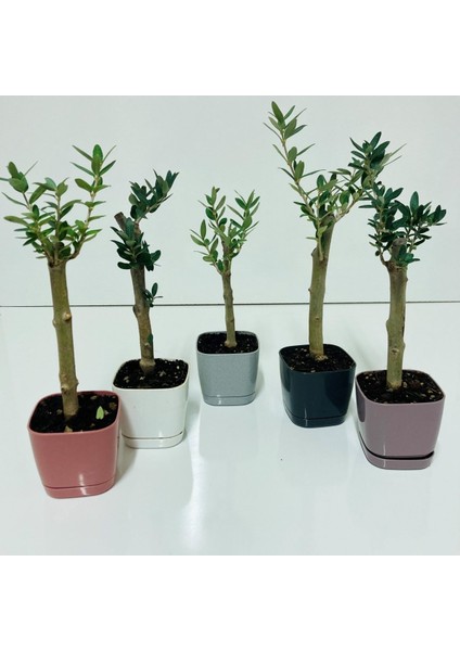 Tacirdepoticaret Bonsai Serisi Özel Üretim Black Lüks Saksıda Hediyelik Zeytin Fidanı .