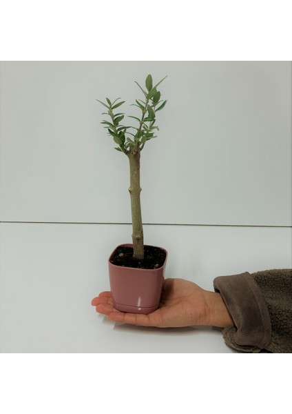 Tacirdepoticaret Bonsai Serisi Özel Üretim Pink Lüks Saksıda Hediyelik Zeytin Fidanı .