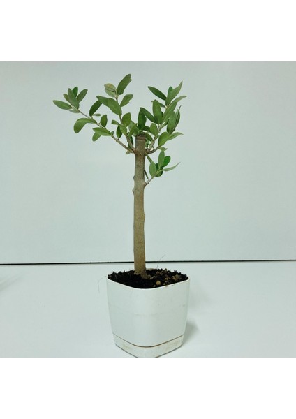 Tacirdepoticaret Bonsai Serisi Özel Üretim White Lüks Saksıda Hediyelik Zeytin Fidanı .
