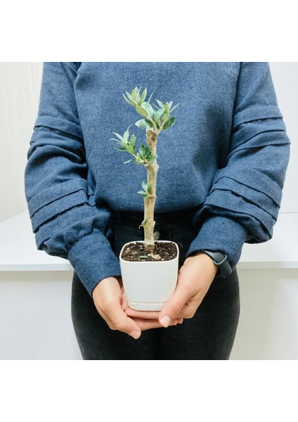 Tacirdepoticaret Bonsai Serisi Özel Üretim White Lüks Saksıda Hediyelik Zeytin Fidanı . fiyatları