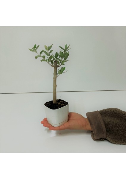 Tacirdepoticaret Bonsai Serisi Özel Üretim White Lüks Saksıda Hediyelik Zeytin Fidanı . modelleri
