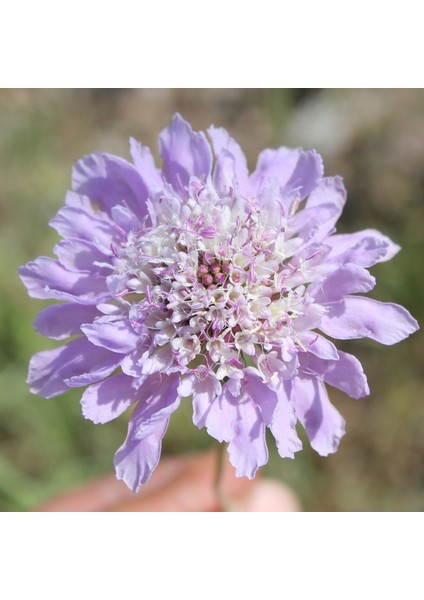 Tacirdepoticaret Lila Renkli Scabiosa Çiçeği(. Otu) Tohumu(20 Tohum)
