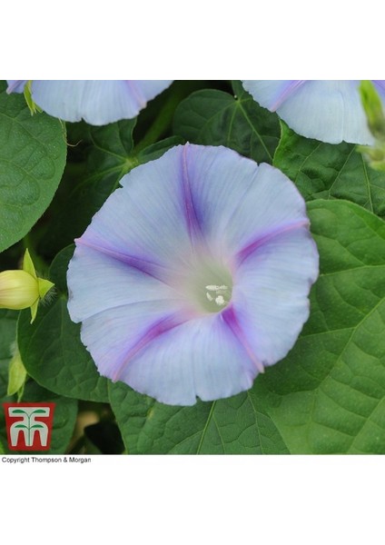 Tacirdepoticaret Gündüz Sefası Kahkaha Çiçeği Tohumu -10 Adet