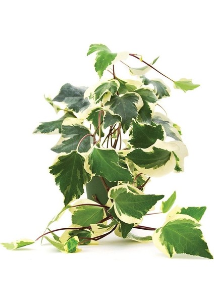 Tacirdepoticaret Tüplü Alacalı Orman Kaya Sarmaşığı (Hedera Helix) Fidanı