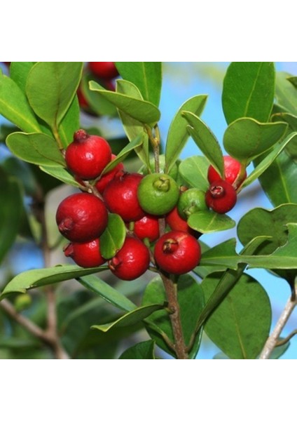 Tüplü Strewberry Çilek Guava Fidanı