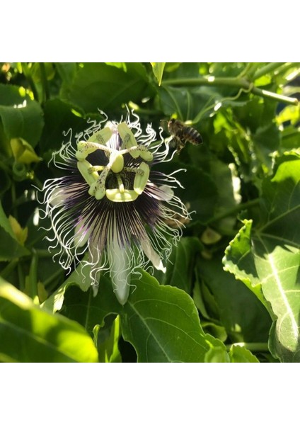 Tüplü Pasiflora Maruçya Çarkıfelek Fidanı