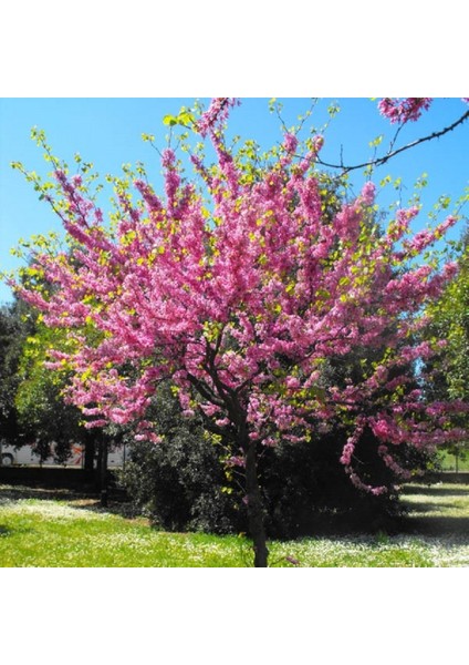 Tüplü Cercis Erguvan Ağacı Fidanı