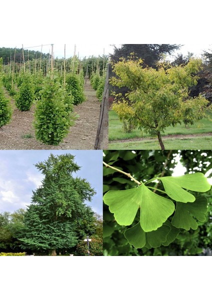 Tacirdepoticaret Tüplü Mağbet Ağacı Fidanı