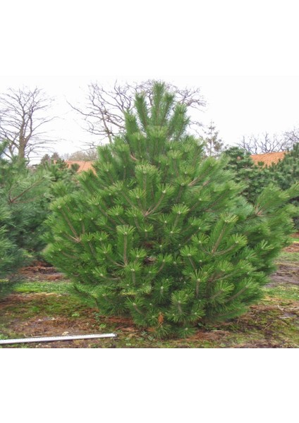 Tacirdepoticaret Tüplü Pinus Nigra Karaçam Fidanı (100-150 Cm)