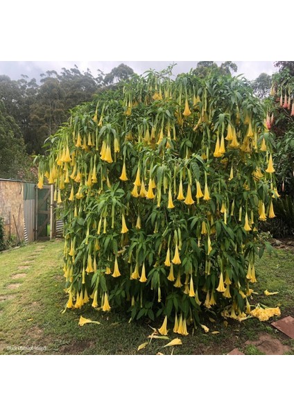 Tüplü Yellow Brugmansia Meleklerin Borozanı Fidanı