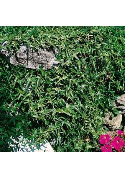 Tacirdepoticaret Tüplü Yeşil Ince Yapraklı Duvar Sarmaşık Fidanı