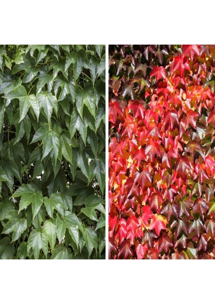 Tacirdepoticaret Tüplü Amerikan Parthenocissus Sarmaşık Fidanı (15 Adet)