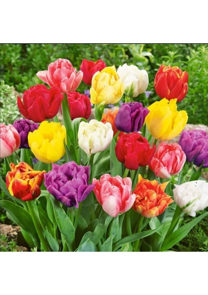 Tacirdepoticaret Karışık Farklı Renklerde Lale Soğanları (50 Adet)