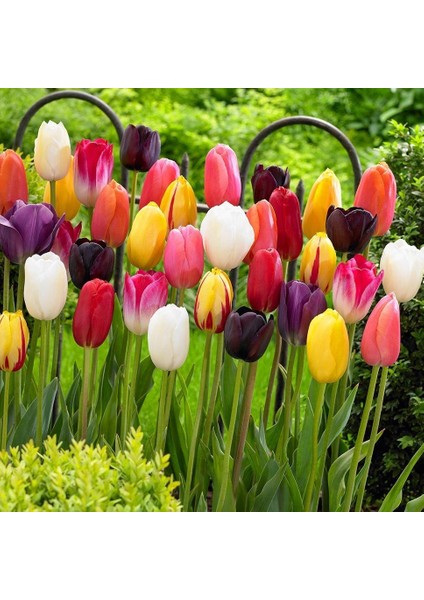 Tacirdepoticaret Karışık Farklı Renklerde Lale Soğanları (50 Adet) fiyatları