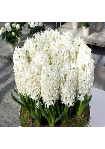 Tacirdepoticaret Krem Renkli Carnegia Sümbül Soğanı (10 Adet)