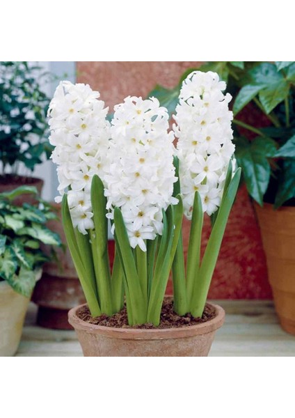 Tacirdepoticaret Süt Beyazı Aiolos Sümbül Soğanı (3 Adet)