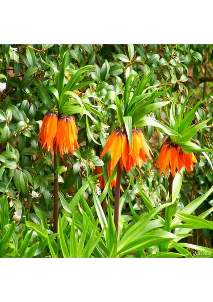 Orenge Aurora Fritillaria Imperialis Turuncu Ters Lale Soğanı (5 Adet)