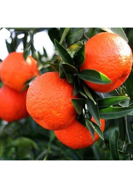 Tacirdepoticaret Tüplü Raf Ömrü Uzun King Mandalina Fidanı