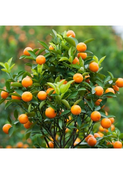 Tacirdepoticaret Tüplü Yüksek Kaliteli Nova Mandalina Fidanı