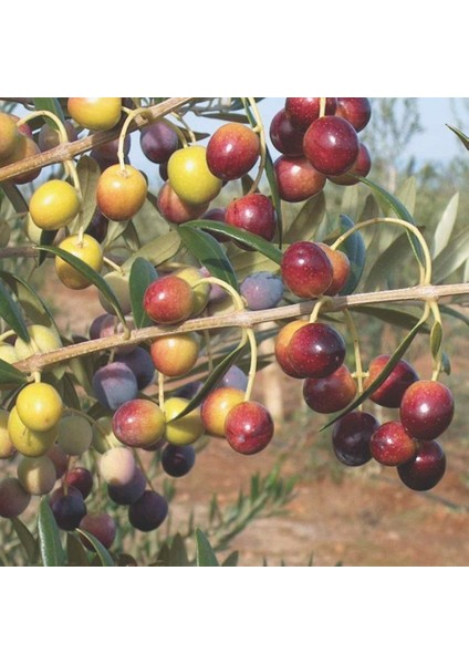 Tacirdepoticaret Tüplü Tam Bodur Saksıda Yetişebilen Arbosona Zeytin Fidanı