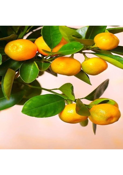 Tacirdepoticaret Tüplü Kolay Soyulabilen Rize Satsuma Mandalina Fidanı