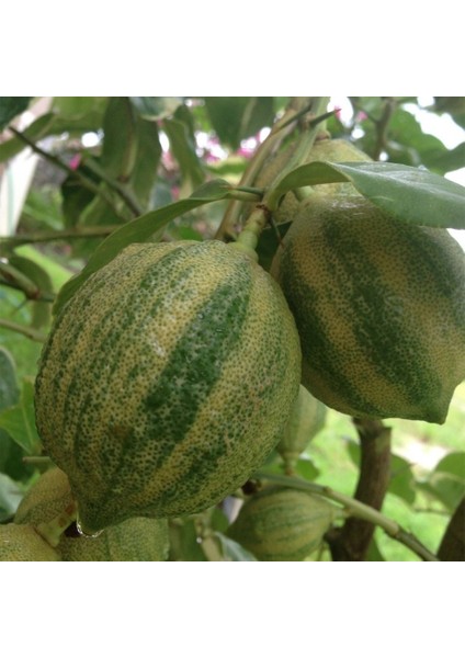 Tacirdepoticaret Tüplü Yemesi Güzel Süs Limon Fidanı